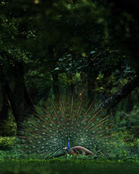 3,163 Likes, 96 Comments - Varun Aditya (@varun.aditya) on Instagram: “Wild Couples ❤️  #varunaditya #varunadityaphotography #expandedexpeditions #nature #wild #wildlife…” Male Peacock, Dancing Peacock, Biker Photoshoot, Underwater Animals, Wild Forest, Forest Pictures, Red Sun, Forest Photography, Cute Birds