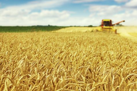 General Mills partners with winter wheat growers | 2020-01-29 | World Grain Garden Nikkah, Gcse Art Themes, Barley Field, Winter Wheat, Plant Breeding, General Mills, Wheat Field, Wheat Fields, Soil Health