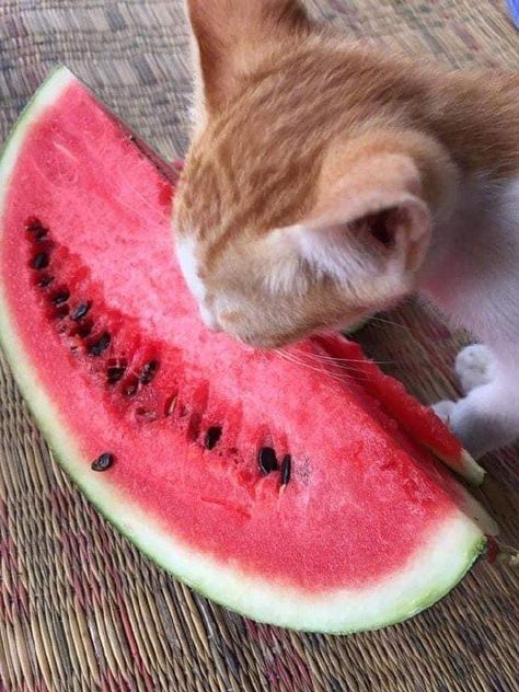 Cat Eating Watermelon, Watermelon Cat, Eating Watermelon, Cat Eating, Cat Makeup, Funny Cat Videos, All About Cats, Relaxing Music, Cat Pin