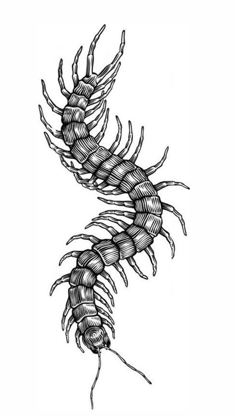 Dark Centipede Tattoo, Centipede Drawing Reference, Traditional Centipede Tattoo Design, Centapides Tattoo, Centipede Tattoo Stencil, Centepide Tattoo Design, Centipede Neck Tattoo, Centepide Tattoo Arm, Centipede Drawing Tattoo