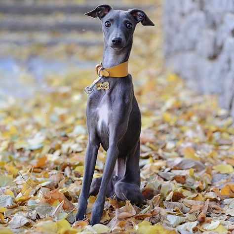 14 Quick Facts About Whippets Mini Greyhound Dog, Mini Italian Greyhound, Mini Greyhound, Greyhound Italian, Greyhound Puppies, Greyhound Silhouette, Greyhound Dog Breed, Greyhound Breed, Italian Greyhound Puppies