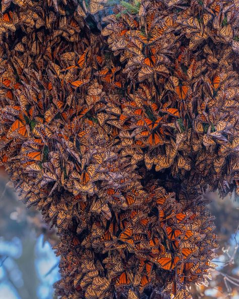 Monarchs In Mexico, Butterfly Biosphere, Butterfly Swarm, Mexican Pride, The Metamorphosis, African Princess, Easy Magic, Photographic Projects, Monarch Butterflies