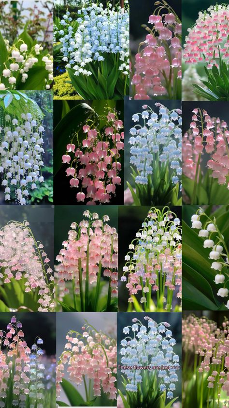 Lilly Of The Valley Pink, Lilly Valley Flower, Lilly’s Of The Valley, Lilly Of The Valleys, Quiet Core, Quirky Flowers, Lillies Flowers, Preppy Flowers, Lily Core