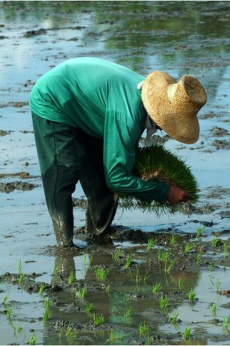 Farmer Philippines, Farmer Photo, Agriculture Pictures, Farmer Painting, Female Farmer, Philippines Culture, Caricature Sketch, Urban Farmer, Farm Photography