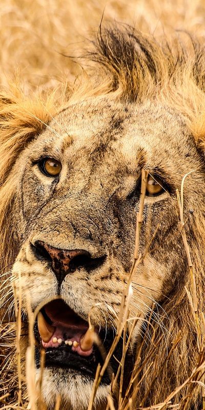 Lion Mobile, Mobile Wallpaper Hd, Maasai Mara Kenya, Cozy Critters, Big Cat Family, Grass Photo, African Cats, Maasai Mara, Male Lion