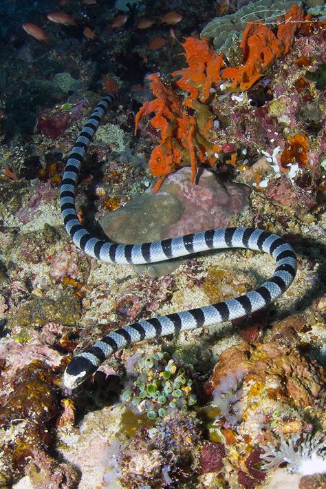 Sea Snakes, Sea Krait, Marine Reptiles, Water Snake, Cool Snakes, Mantis Shrimp, Sea Snake, Shark Pictures, Venomous Snakes