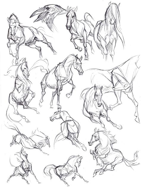 Horse Drawing Tutorial, Hand Tutorial, Ako Kresliť, Dinosaur Pencil, Horse Art Drawing, Andermatt, Horse Sketch, Horse Anatomy, Animal Study