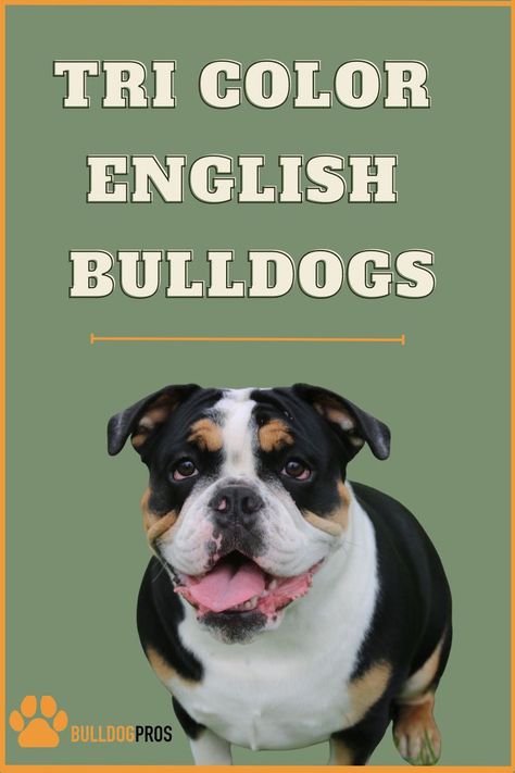 Do You Know What Colors Are Found In Tri-Color Bulldogs?This post, Tri Color English Bulldogs Explores The Different Color Variations Of This Amazing Family Dog Bulldog Breeds, Family Dog, English Bulldogs, Family Dogs, Do You Know What, English Bulldog, Tri Color, Color Variations, Bulldog