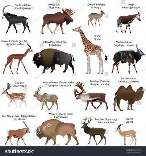 Collection of different species of even-toed ungulates animals #Ad , #affiliate, #species#Collection#toed#animals Graphic Design Portfolio Cover, Deer Species, Animals Illustration, Livestock Farming, Different Species, Deer Silhouette, Vector Artwork, Vector Stock, Animals Beautiful