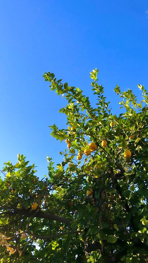 Lemon Trees Italy, Lemon Tree Aesthetic Wallpaper, Italian Summer Wallpaper, Lemon Tree Aesthetic, Lemon Tree Wallpaper, Lemon Plant, Tree Wallpaper Iphone, Lemon Trees, Backgrounds Iphone