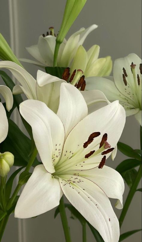 Lillies Flowers Aesthetic, Aesthetic Easter Wallpaper, Aesthetic Easter, Lilly Flower, Plants Are Friends, Easter Wallpaper, Flowers Petals, Nothing But Flowers, Flower Therapy