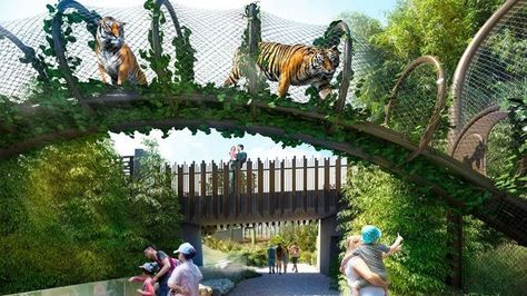 Auckland Zoo's $58m redevelopment: Going eye to eye with the tigers Zoo Habitats Design, Zoo Exhibit, Tiger Habitat, Zoo Games, Zoo Inspiration, Zoo Design, Zoo Project, America Theme, Zoo Architecture