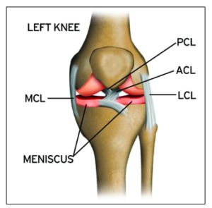 Medial Meniscus, Knee Anatomy, Mcl Injury, Parts Of The Knee, Bow Legged Correction, Knee Ligaments, Swollen Knee, Knock Knees, Physical Therapist Assistant