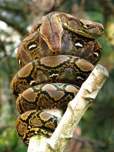 Reptile Facts, Anaconda Attack, Giant Anaconda, Anaconda Snake, Green Anaconda, Snake Photos, Reticulated Python, Poisonous Snakes, Long Snake