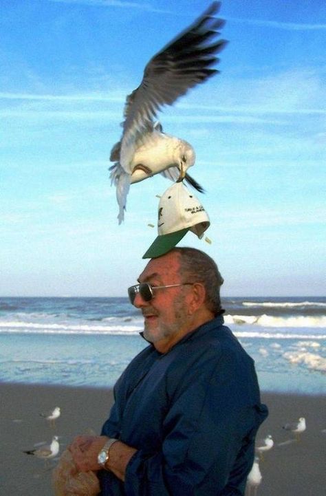 The perfectly timed seagull shoplifting photo: | The 27 Most Perfectly Timed Photos Of TheYear Funny Beach Photos, Funny Baby Images, American Funny Videos, Best Funny Photos, Funny Dog Photos, Funny Pictures For Kids, Beach Boy, Beach Humor, Perfectly Timed Photos