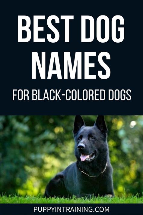 Best Dog Names For Black-Colored Dogs - Black German Shepherd down in the grass Dogs Names List, Black Golden Retriever, Black Dog Names, Goldendoodle Black, Doodle Name, German Shepherd Names, Black Shepherd, Best Names, Best Dog Names