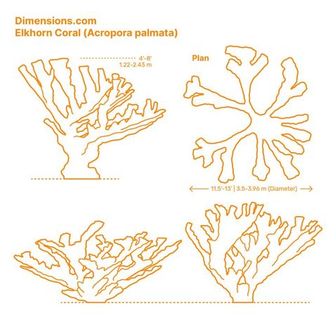 The Elkhorn Coral (Acropora palmata) is a fast-growing coral easily identified by its complex branching structure composed of colonies of dense stands forming interlocking thickets. This structure makes it resemble elk antlers. It is mostly found in the Caribbean and Bahamas very close to the shoreline. Downloads online #corals #invertebrates #animals Invertebrates Animals, Elkhorn Coral, Coral Tattoo, Acropora Coral, Coral Drawing, Coral Painting, Elk Antlers, Tropical Art, A Level Art