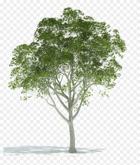 Tree Rendering, Tree Vector Png, Tree Render, Rendering Ideas, Sky Photoshop, Rendering Architecture, Tree Photoshop, Photoshop Rendering, Tree Plan