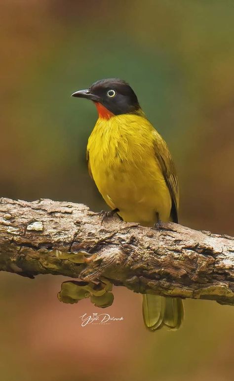 Old Magazine, Nikon D810, Scientific Name, Kinds Of Birds, Old Magazines, Nature Birds, True Beauty, Nikon, Ruby