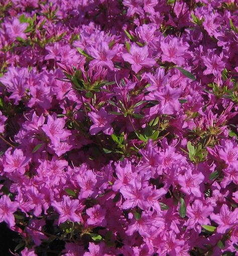 Azealia Flower, Azaleas Landscaping, Azalea Color, Condo Balcony, Plant Store, Yard Landscape, Spring 23, Silk Plants, Attract Butterflies