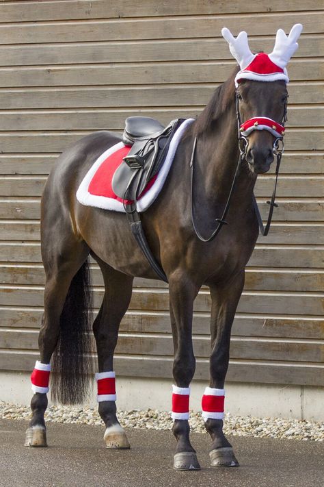 Christmas Costumes For Horses, Horse Reindeer Costume, Horse Christmas Parade Ideas, Christmas Horse Costumes, Horse Christmas Costume, Horse Christmas Pictures, Christmas Horse Photoshoot, Equestrian Hairstyles, Christmas Equestrian