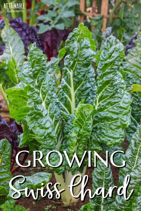 green swiss chard plant growing in garden Easiest Veggies To Grow, Swiss Chard Plant, Preparing Garden Beds, Growing Swiss Chard, Veggies To Grow, Chamomile Growing, Growing Food Indoors, Growing Vegetables In Pots, Planting Garlic