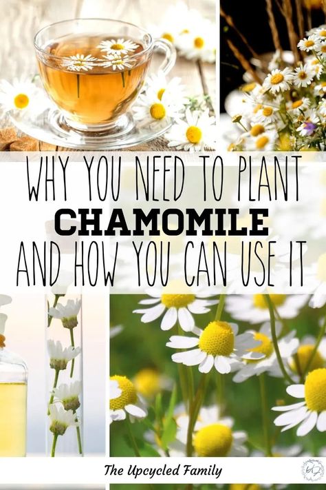 Do you love chamomile, do you want to grow some or just know more about it? Chamomile plant benefits from medicinal to companion planting. Plus how to use it in your daily life to get the most out of the easy to grow little flower. #chamomile #plant #gardening #tea #uses #benefits #theupcycledfamily #plantprofile Chamomile Benefits, Tea Uses, Plant Uses, Chamomile Growing, Chamomile Plant, Garden Therapy, Plant Benefits, Growing Strawberries, Herbal Healing