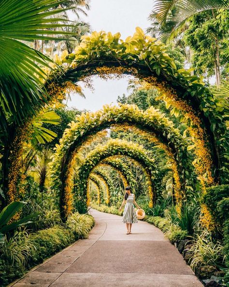 COOL FREE THINGS TO DO IN SINGAPORE - Travel In Our Eyes Lattice Patio, Singapore Garden, Singapore Botanic Gardens, Singapore Travel, Kew Gardens, Camping Ideas, Botanical Garden, Dream Garden, Better Homes And Gardens