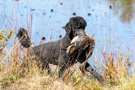 Poodle Hunting, Phantom Standard Poodle, Standard Poodle Show Dog, Black Poodle Standard, Apricot Poodle Standard, Pretty Poodles, Poodle Cuts, Water Dog, Sporting Dogs