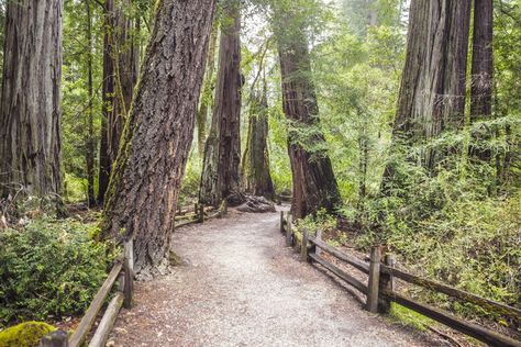 Big Basin Redwoods State Park: The Complete Guide Big Basin Redwoods State Park, Big Basin, Coastal Redwood, State Park Camping, Camping Site, Big Tree, Go Camping, State Park, State Parks