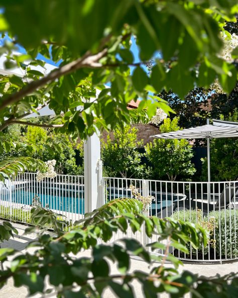 Pool And Garden Design, Pool Garden Design, Pool Fencing Landscaping, Aluminum Pool Fence, Steel Pool, Pool Fencing, Living Pool, Garden Goals, Pool And Garden