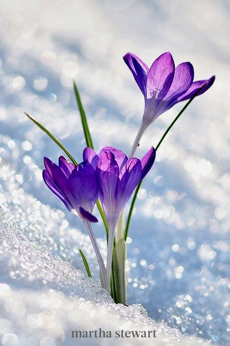 Flowers In The Snow, Spring Blooming Trees, Smelling Flowers, Snow Flower, Crocus Flower, Garden Calendar, Winter Flowers, Spring Blooms, Colorful Garden