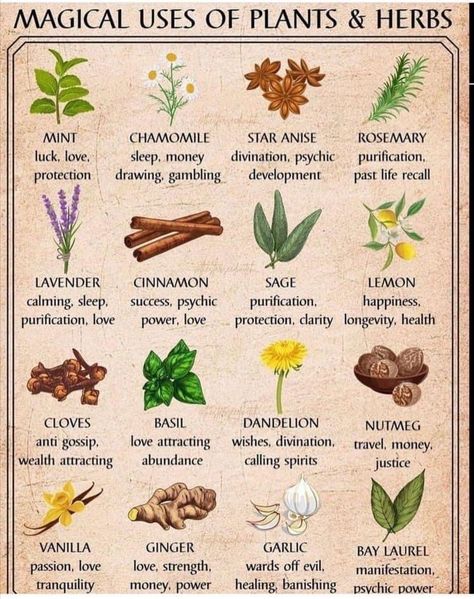 Herbs And What They Are Good For, Tea For Allergies, Fruit Magic, Herbs And Their Uses, Herbal Knowledge, Feeling Sluggish, Magickal Herbs, Witch Herbs, Medical Herbs