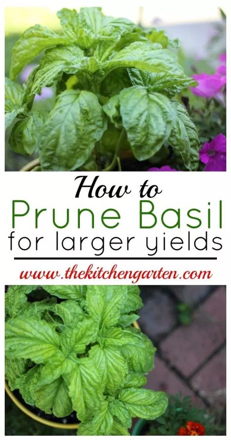 Prune Basil, Pruning Basil, Garden Diy Decoration Ideas, Basil Herb, Herb Garden Design, Basil Plant, Dinner Plans, Sweet Basil, Home Vegetable Garden