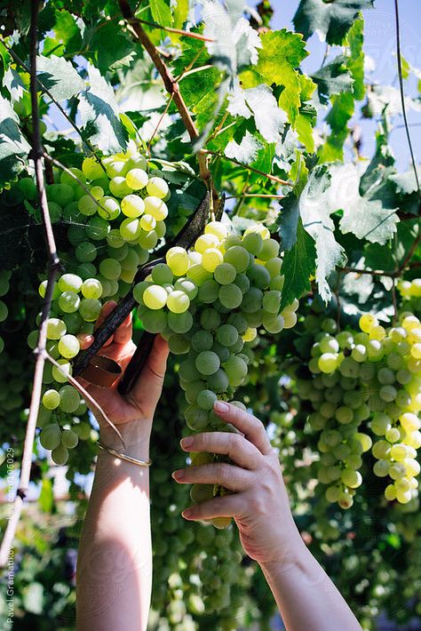 Veronica's Vineyard Grapes Picking, Grape Landscape, Picking Grapes, Grape Picking, Champagne Grapes, Grape Vineyard, Greek Pantheon, Young Farmers, Wine Vineyards