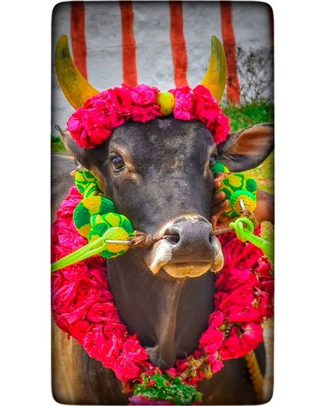 Instagram Indian Bull Images, Birthday Flex Background Images Hd, Free Photoshop Text, Bull Images, Jeep Wallpaper, S Letter Images, Samantha Images, Indian Wedding Photography Couples, Photo Album Layout