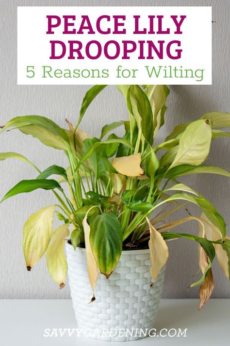 Is your Peace Lily drooping? Here are the top 5 most common reasons why your Spathiphyllum is wilting and how to fix it. Peace Lilies are easy to grow and they make amazing houseplants. The green foliage and beautiful white blooms are easy to take care of and if you notice some wilting there are some simple things you can do to remedy it. Peace Lily Care, Lily Plant Care, Lily Care, Peace Lilies, Lily Plant, Peace Lily Plant, Easy Care Houseplants, Plant Care Houseplant, Lily Plants