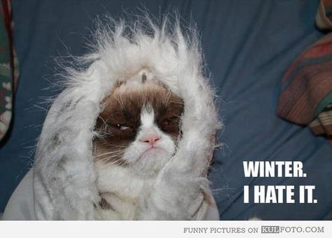 grumpy cat hates winter - i wonder if it's due to the snow or the cold? Grumpy Cat Meme, Grumpy Cat Quotes, Hate Winter, Cat Winter, Grumpy Cat Humor, Cat Quotes, Grumpy Cat, Funny Animal Pictures, Crazy Cat Lady