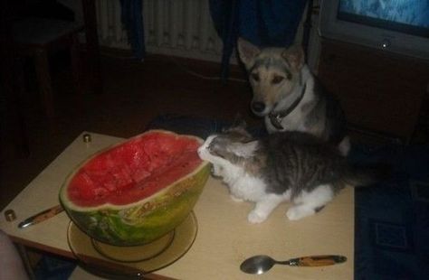 :) Watermelon Cat, Cat Eating, Silly Animals, Silly Cats, Funny Animal Pictures, Pretty Cats, Crazy Cat Lady, 귀여운 동물, Crazy Cats