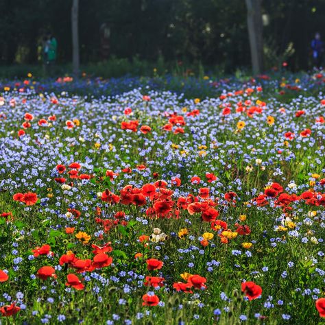 PRICES MAY VARY. Create a stunning garden with our Wildflower Seed Mix, featuring a variety of perennial flower seeds for long-lasting beauty. This wildflower seeds bulk pack contains a diverse assortment of wild flower seeds, ensuring a vibrant and colorful garden. Our high-quality wildflower seed mix is perfect for creating a low-maintenance and naturally beautiful landscape. Cultivate a breathtaking display of wildflower blooms with our perennial flower seeds, attracting pollinators and addin Personalised Party Bags, Students Christmas, Bee Wedding, Perennial Flower, Seed Wedding Favors, Party Bags Kids, Student Christmas Gifts, Patio Pots, Hardy Perennials