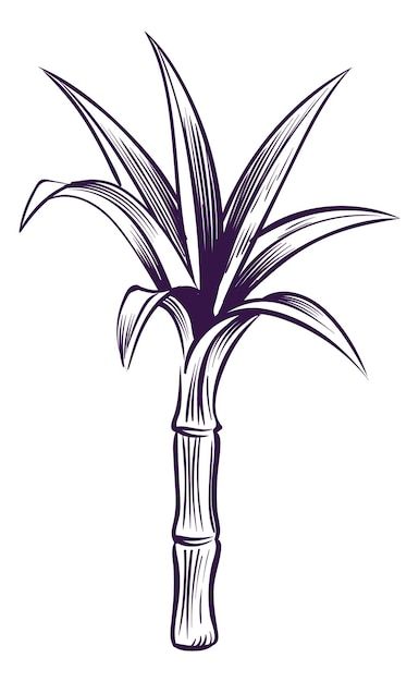 Sugar cane sketch. hand drawn plant in e... | Premium Vector #Freepik #vector #sugarcane #sugar-cane #cane #organic-farm Sugar Cane Drawing, Cane Drawing, Sugar Cane Plant, Plant Tattoo, Dad Tattoos, Plant Drawing, Sugar Cane, Beautiful Tattoos, Line Drawing