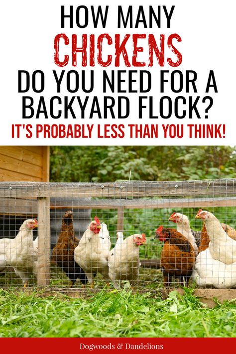 Owning Chickens, Start Homesteading, Urban Chicken Farming, Chicken Flock, Urban Chickens, Raising Backyard Chickens, Backyard Flocks, Keeping Chickens, Building A Chicken Coop