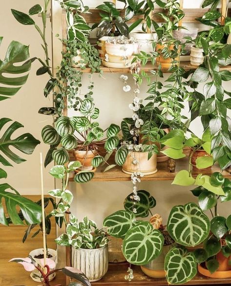 #houseplants #plants #plantstagram #plantslover #plantlife #plantlove #plantmom #plantaddict #plantcollection #monsterra #houseplantclub #houseplantsofinstagram #houseplantlove #aesthetic #aesthetically Indoor Plant Wall, Plant Goals, Drought Resistant Plants, Hanging Plant Wall, Houseplants Indoor, Plant Decor Indoor, Plant Aesthetic, House Plants Decor, Room With Plants