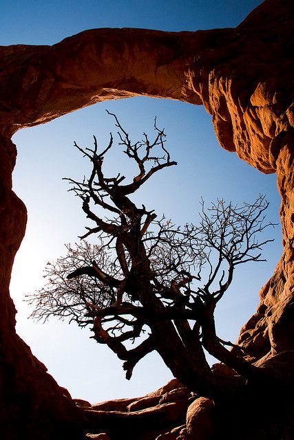 This image uses frame within a frame (to create depth), contrasting colours (the red sand and the blue sky) and i also think it uses positive and negative space to make the tree the real prominent feature. Space Element Of Art, Elements Of Design Space, Space In Photography, Elements Of Art Space, Negative Space Photography, Frame Within A Frame, Negative And Positive Space, Photography Elements, Contrast Photography