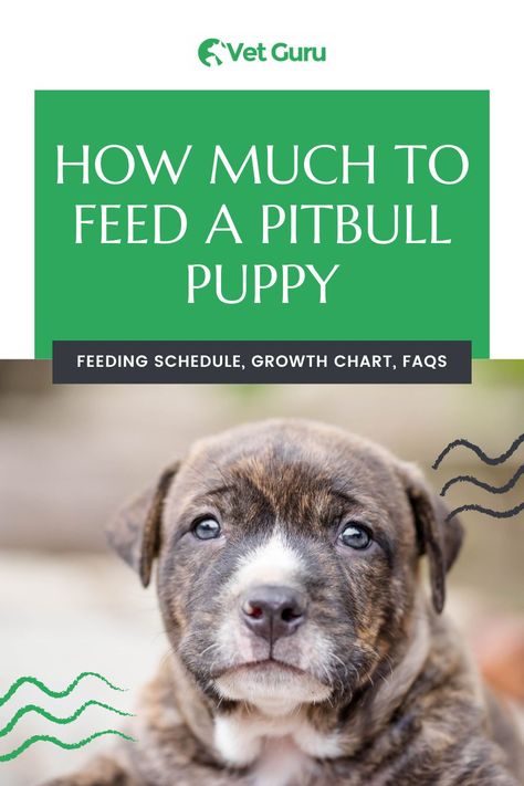 Pitbull Food, Pitbull Puppies Training, Puppy Feeding Schedule, Xl Pitbull, Pit Puppies, Puppy Feeding, Bully Pitbull, Pit Bull Puppies, Dog Corner