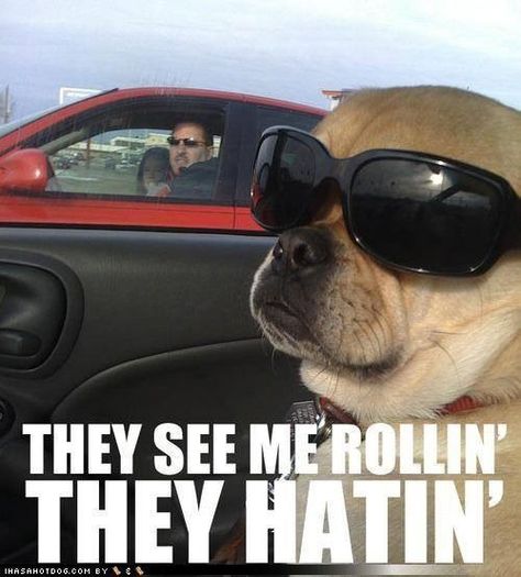 Aww Dog Wearing Sunglasses, They See Me Rollin, Wearing Sunglasses, Funny Dog Pictures, Funny Animal Pictures, See Me, Mans Best Friend, Bones Funny, Dog Pictures