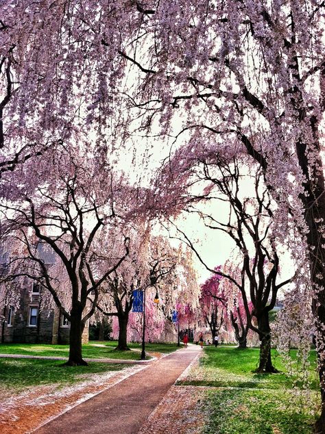 Bryn Mawr College in Pennsylvania during a truly epic Spring season Bryn Mawr College Aesthetic, Bryn Mawr College, University Architecture, Bryn Mawr, College Aesthetic, New England Style, University Of Georgia, College Campus, School Fun