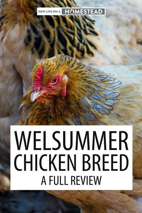 Welsummer Chicken, Live Chicken, Chicken Feeders, Urban Chickens, Backyard Poultry, Chicken Garden, Crazy Chicken Lady, Keeping Chickens, Free Range Chickens