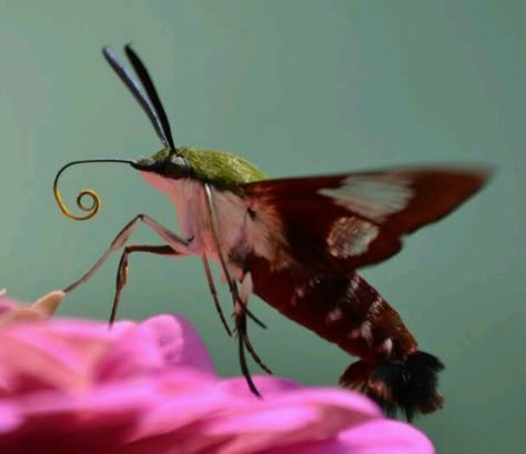 Hummingbird Hawk Moth Hummingbird Hawk Moth, Hummingbird Moth, Hummingbird Nectar, Cool Insects, Insect Collection, Hawk Moth, National Geographic Magazine, Beautiful Bugs, Creepy Crawlies