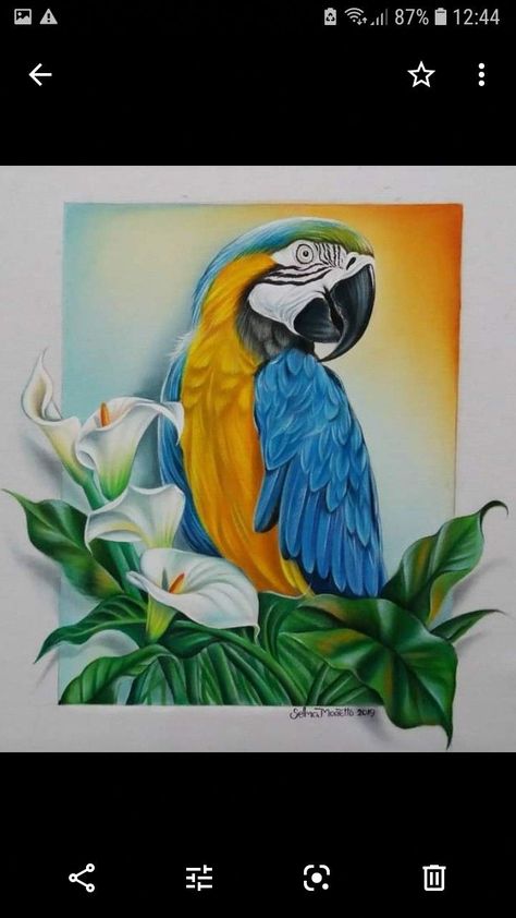 Pencil Colour Painting, Parrot Painting, Parrots Art, Flower Painting Canvas, Art Painting Gallery, Deep Meaning, Nature Art Painting, Diy Canvas Art Painting, Art Drawings For Kids